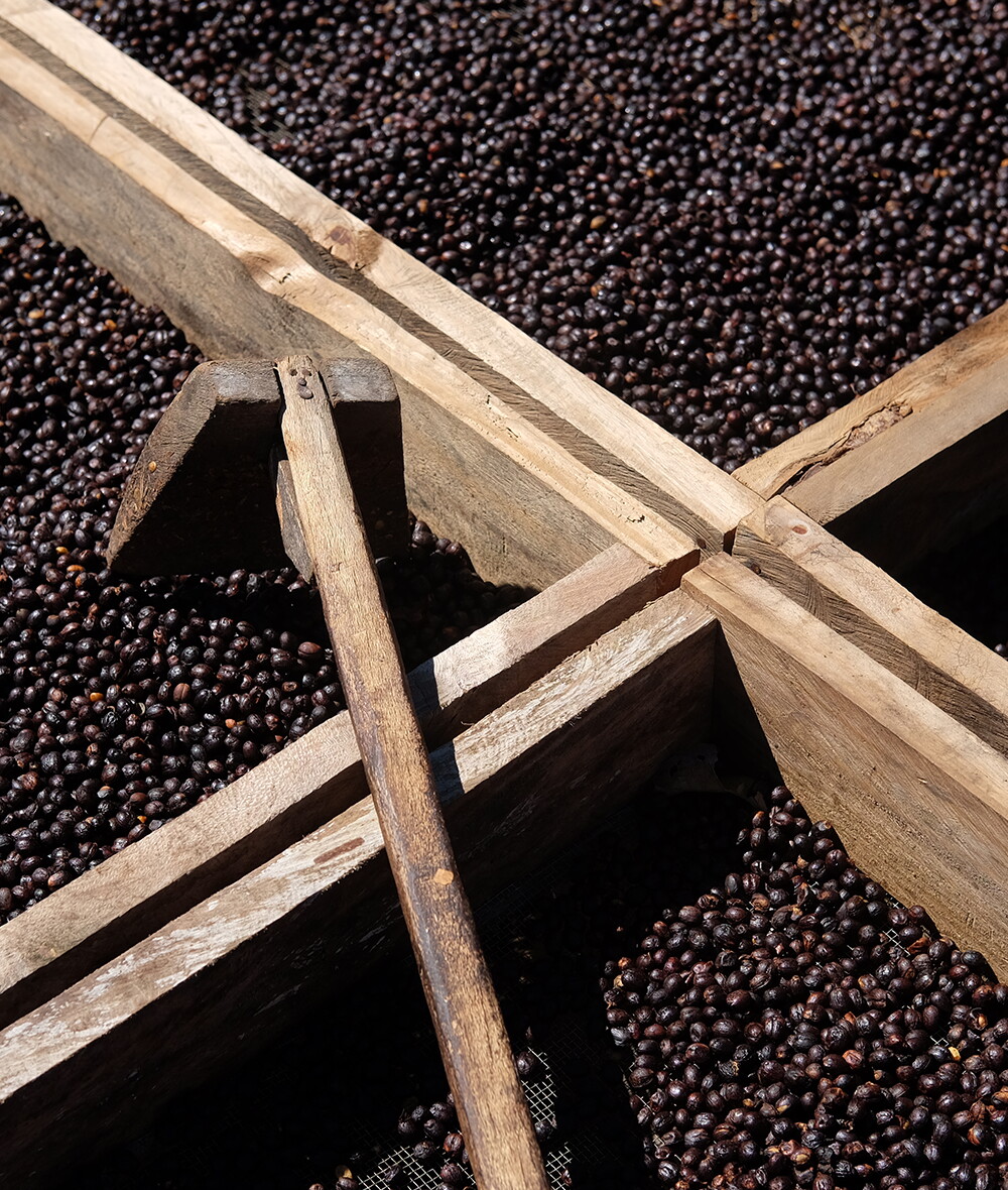 Paso Paso koffiebonen